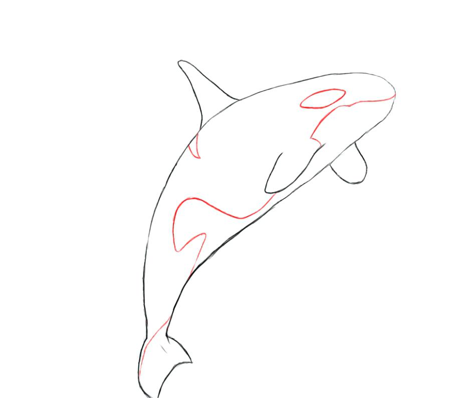 940x796 Killer Whale Coloring Pages Killer Whale Coloring Pages Cartoon