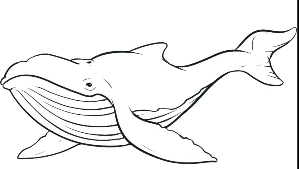 960x544 Orca Coloring Page Beluga Whale Killer Pin Pencil And In Color