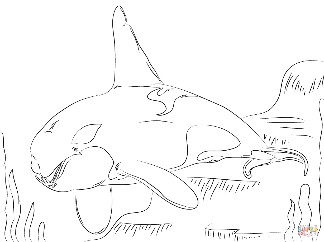 1228x916 Whale Coloring Pages Awesome Beautiful Killer Whale Coloring Page