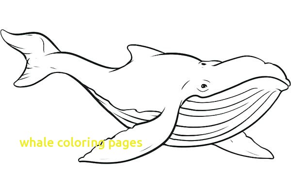600x352 Whale Coloring Pages With Whale Coloring Page Killer Whale