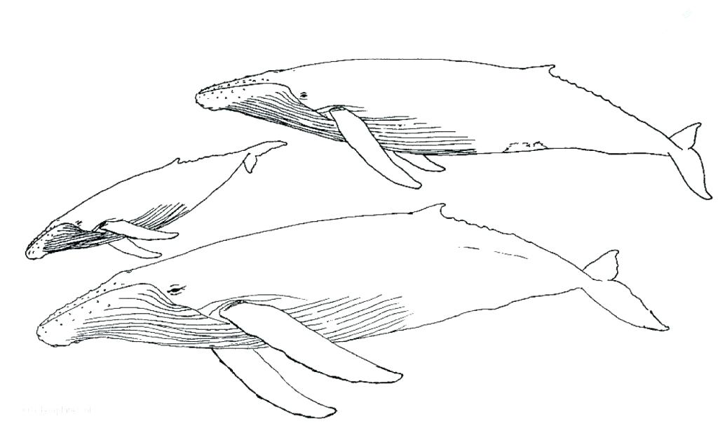 1024x614 Whale Killer Coloring Page Whale Killer Coloring Free Printable