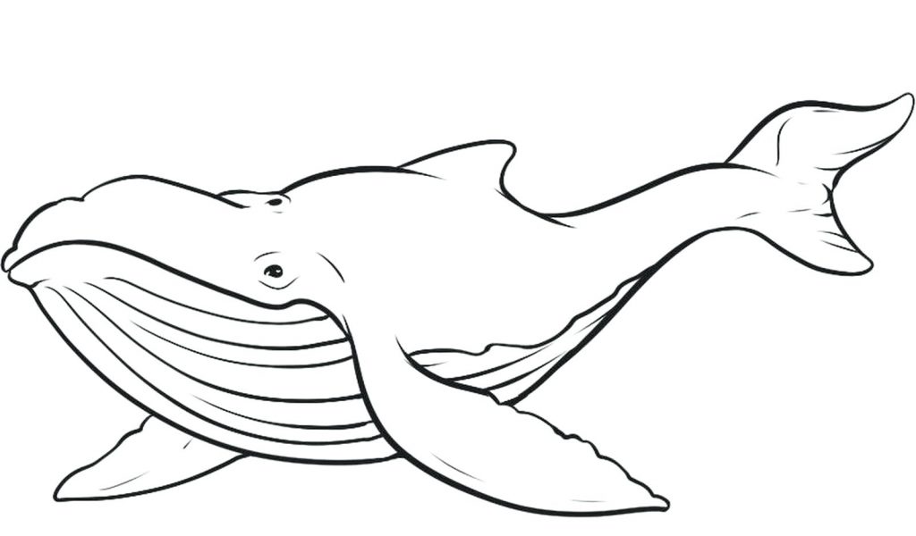 1024x600 Coloring Pages Whale Coloring Pages Download Free Killer Whale
