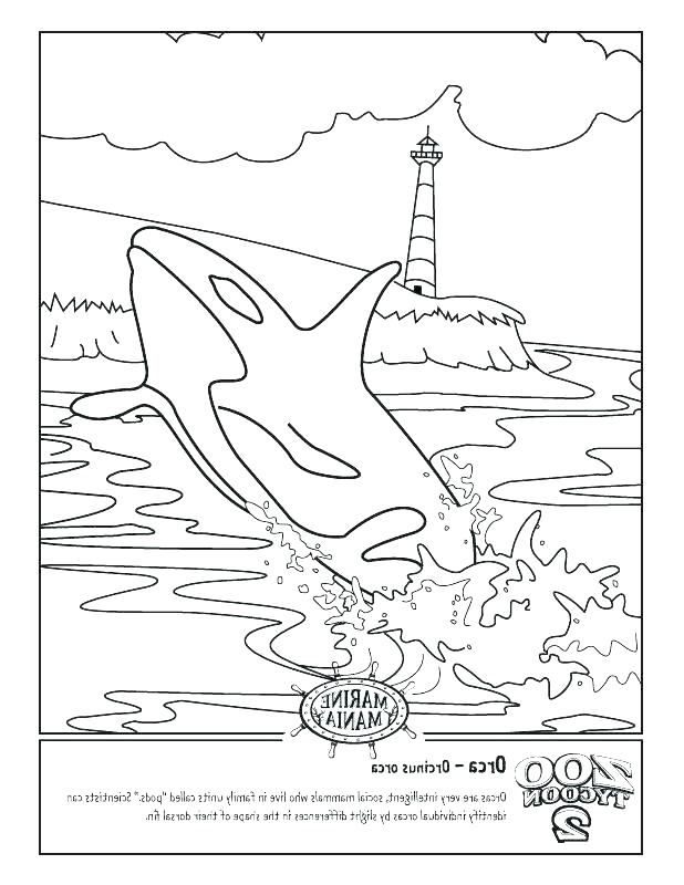 618x800 Orca Coloring Page