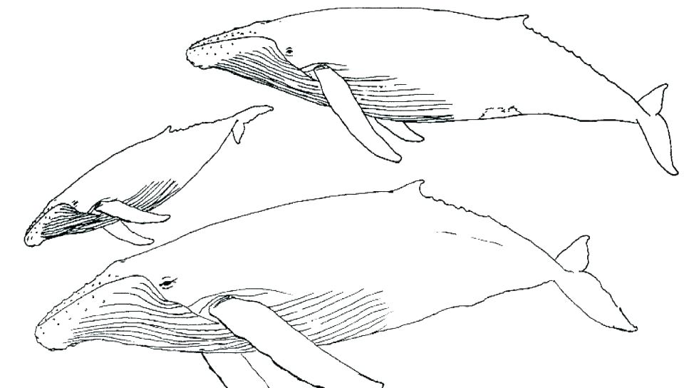 960x544 Whales Coloring Pages Free Printable Killer Whale Coloring Pages