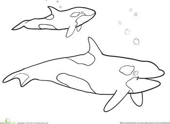 350x256 Whale Coloring Pages
