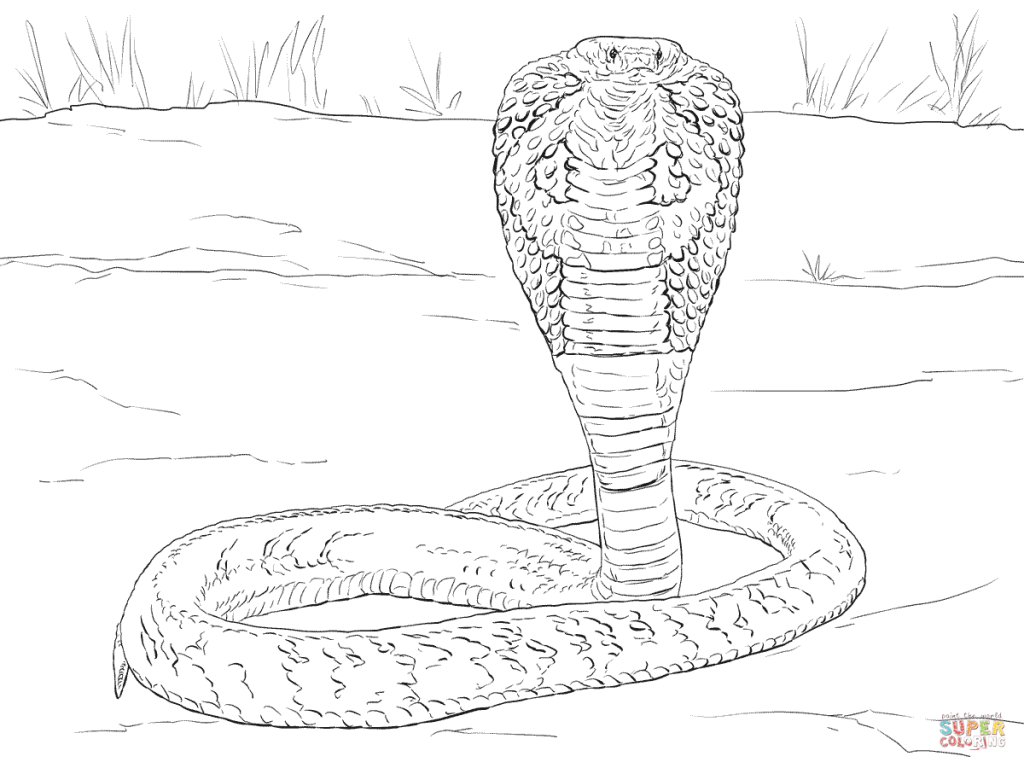 1024x768 Indian Cobra Coloring Pages Pattern