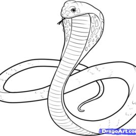 268x268 Realistic King Cobra Coloring Page Free Printable Coloring Pages