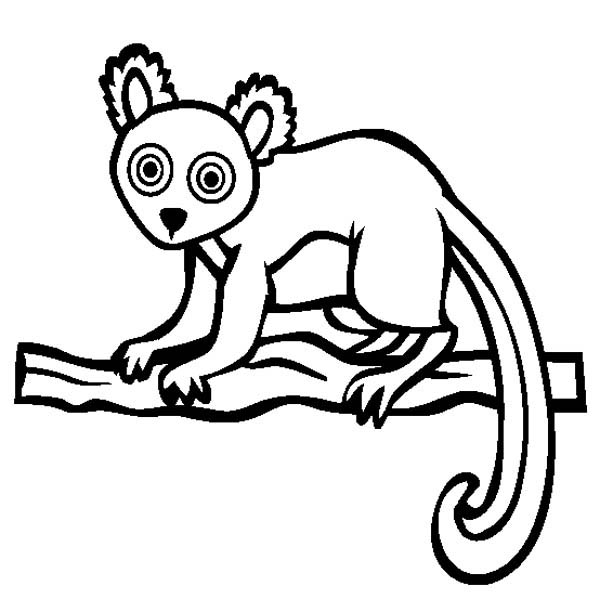600x612 Lemur Coloring Page