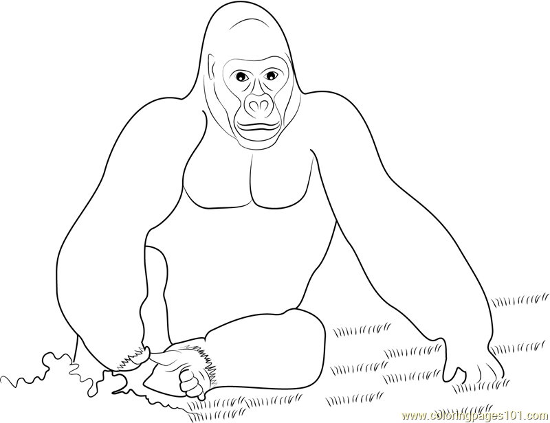 800x616 King Kong Gorilla Coloring Page