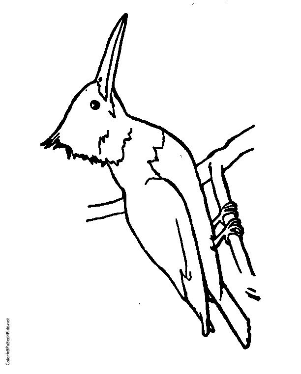 612x762 Kingfisher Outline