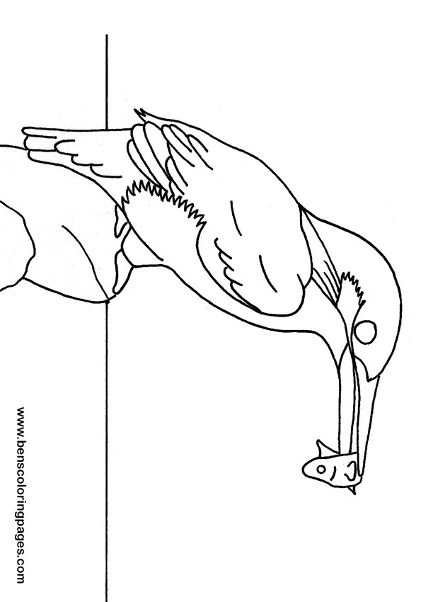595x850 Kingfisher Coloring Book