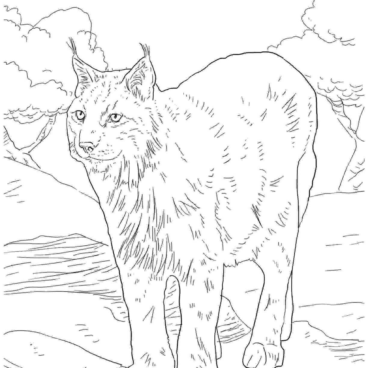 1224x1224 Archaicawful Lynx Coloring Pages For Kids Page Cat Printable