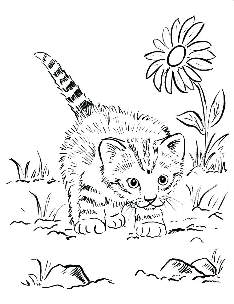 760x985 Cute Kitten Coloring Pages Kittens Coloring Pages Printable Kitten