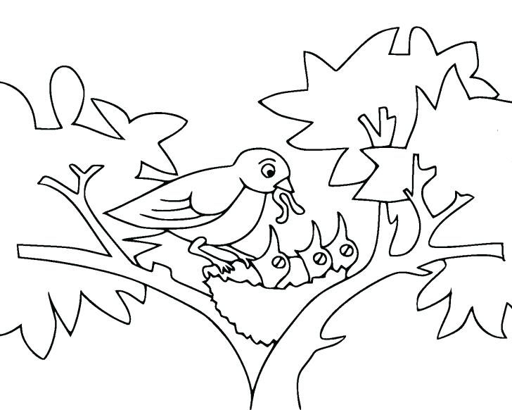 728x582 Drawing Kiwi Bird Coloring Pages