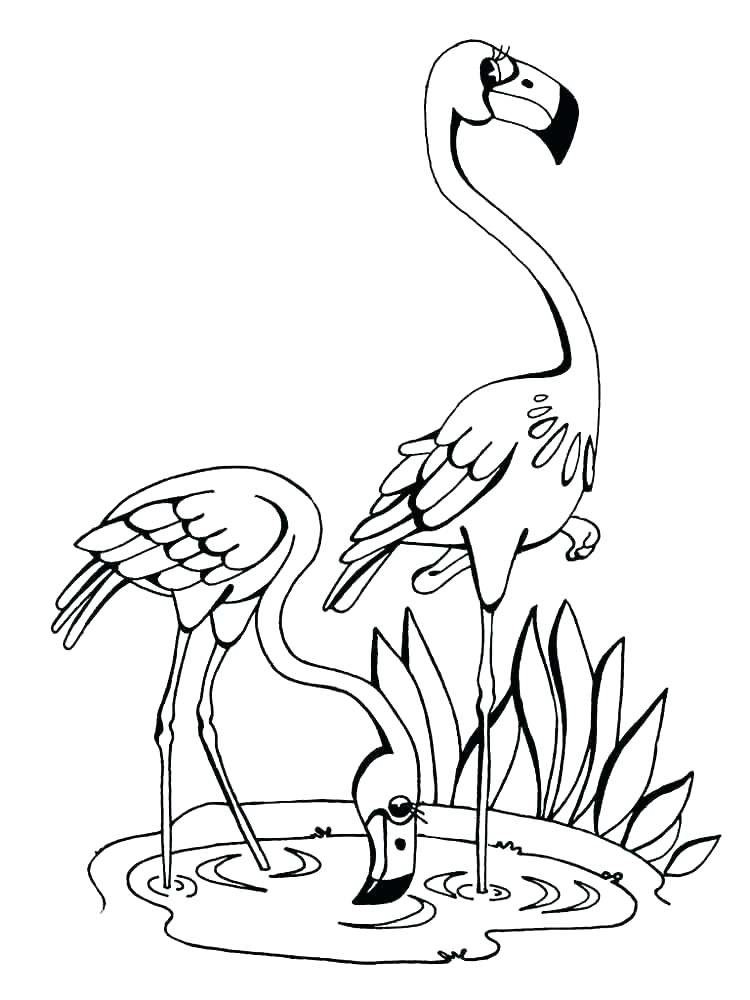 750x1000 Coloring Pages Of Hummingbirds Best Kiwi Bird Coloring E Crayola
