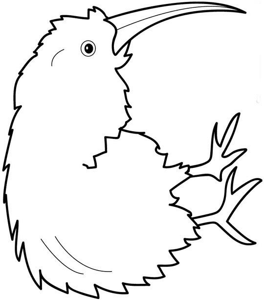 540x613 Kiwi Clipart Coloring