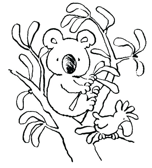 600x664 Koala Coloring Sheet Koala Coloring Page Koala Bear Coloring Pages