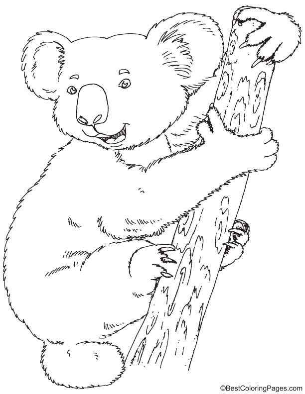 612x792 Koala Coloring Page Australia Theme Xmas Cards