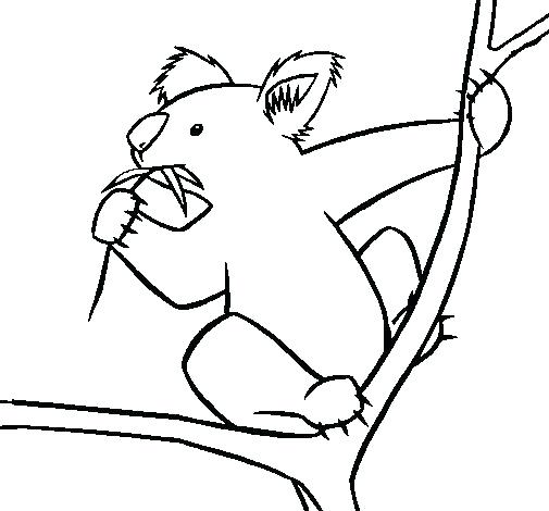 505x470 Koala Bear Coloring Page