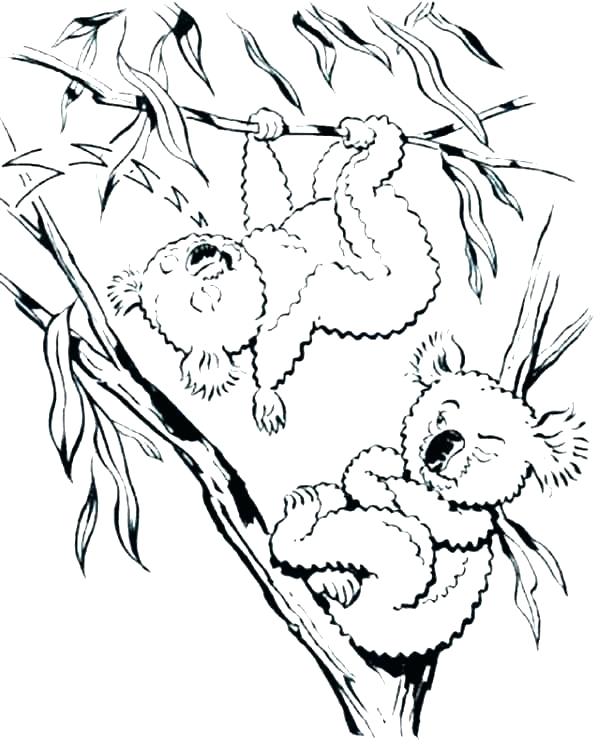 600x750 Koala Bear Coloring Pages Koala Coloring Page Koala Coloring Pages
