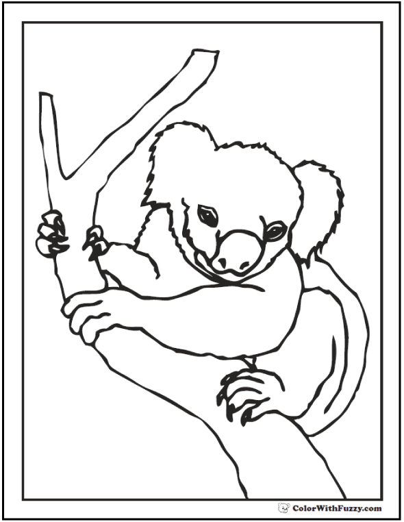 590x762 Koala Coloring Pages For Kids Hop A Ride With A Koala!
