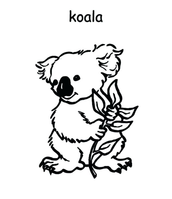 600x693 Koala Coloring Pages Koala Coloring Pages Koala Coloring Pages