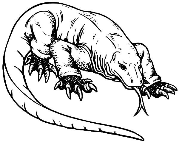 600x477 Komodo Dragon Coloring Page Komodo Dragon Indonesian Komodo Dragon