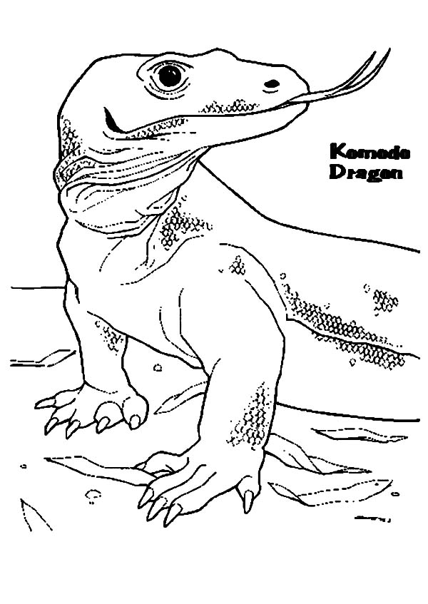 600x847 Komodo Dragon Poisonous Saliva Coloring Pages Komodo Dragon