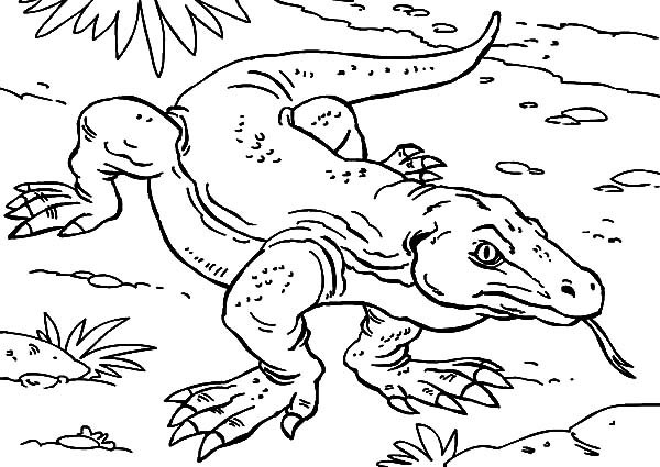 600x425 Komodo Dragon Is Angry Coloring Pages