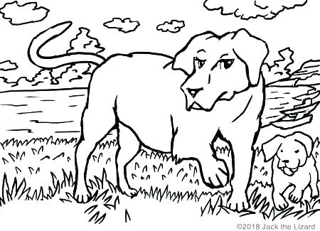 450x325 Black Labrador Colouring Pages Lab Coloring Free Printable