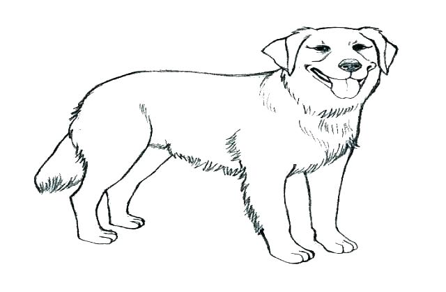 640x420 Yellow Lab Coloring Pages Chocolate Lab Drawing Yellow Lab Puppy