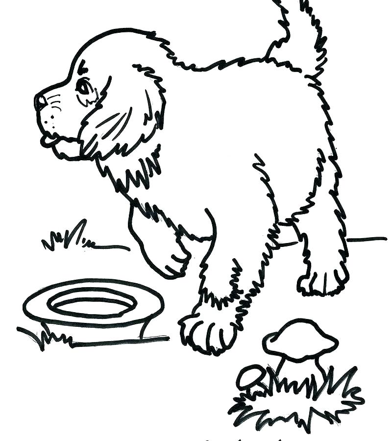 800x900 Labrador Retriever Coloring Pages Gallery Of Golden Retriever