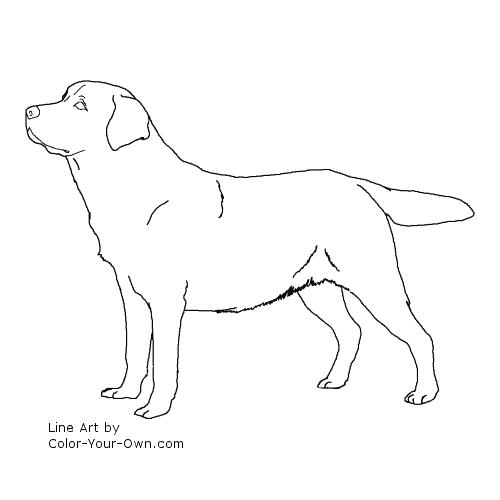 Lab Dog Coloring Pages at GetDrawings | Free download