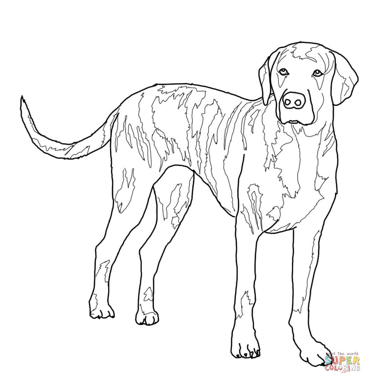 1200x1240 New Realistic Lab Dog Coloring Pages Gallery Free Coloring Pages