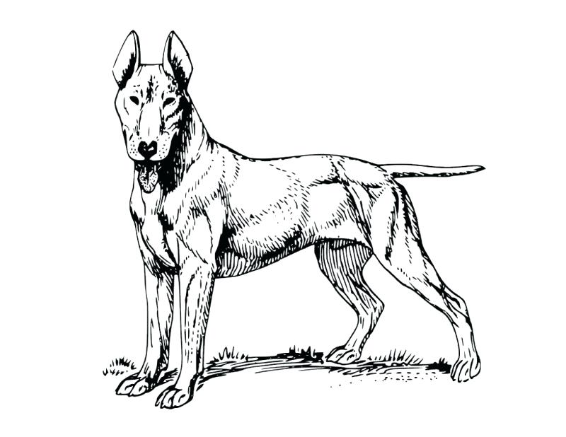 800x618 Realistic Dog Coloring Pages