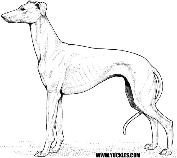 600x538 Greyhound Coloring Page