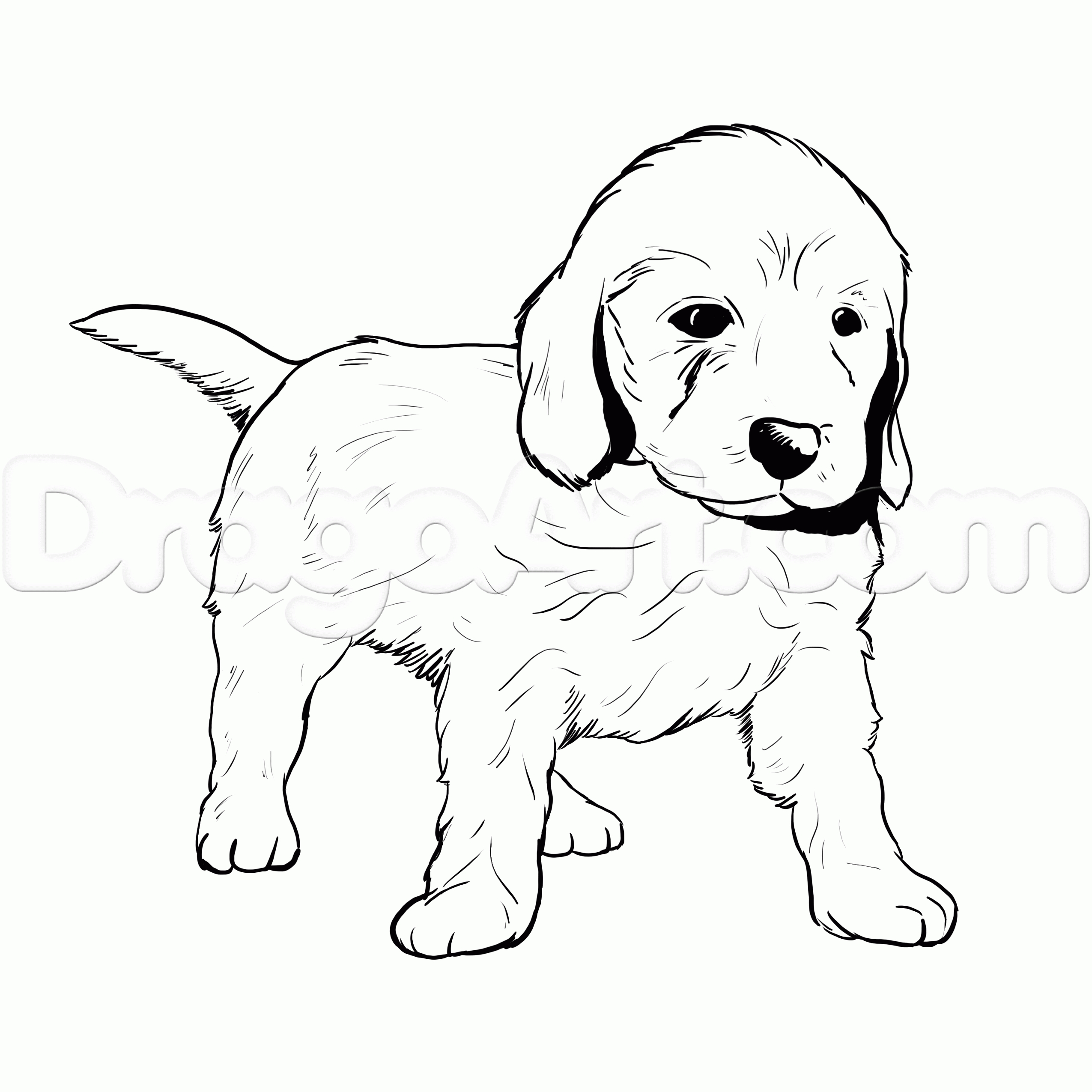 2550x2550 Labradoodle Animal Coloring Pages