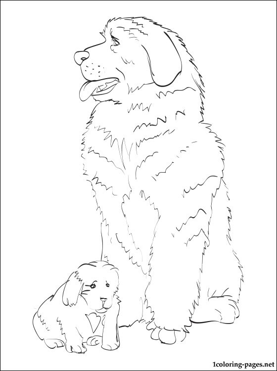 560x750 Newfoundland Dog Coloring Pages