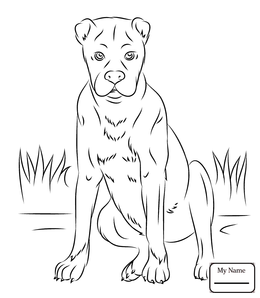 913x1047 Schnauzer Dog Print Drawing Pet Art Coloring Pages