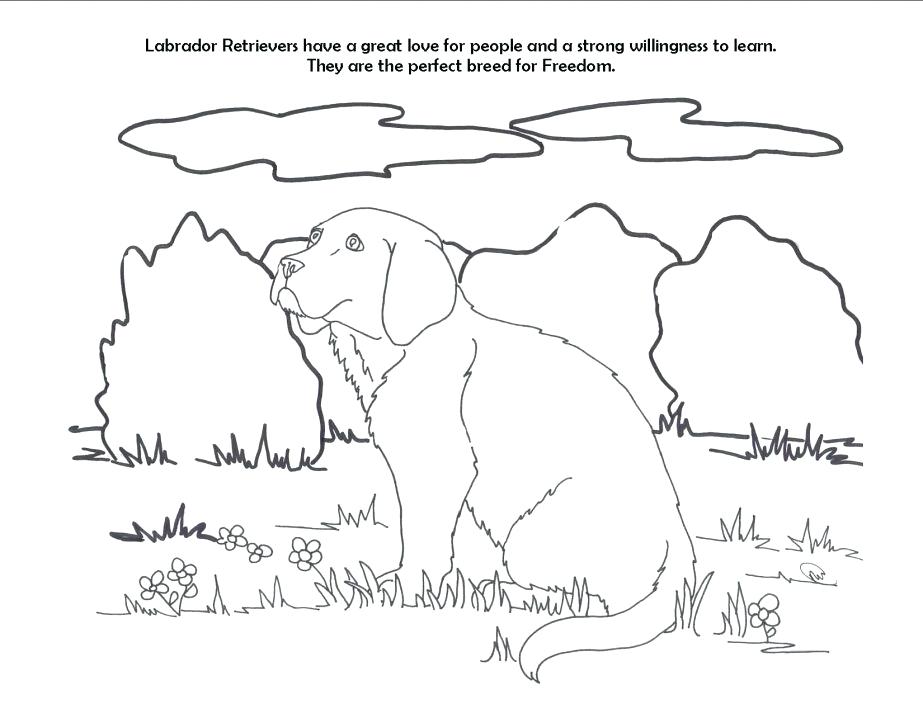 923x713 Labrador Coloring Pages Retriever Coloring Pages For Color Draw