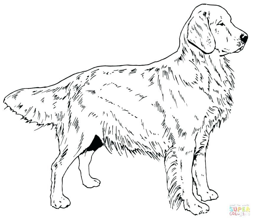 863x747 Labrador Retriever Coloring Pages Coloring Pages Golden Retriever