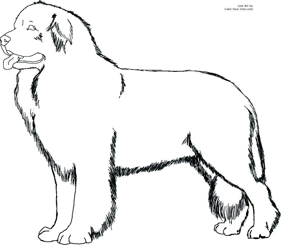 923x805 Labrador Retriever Coloring Pages Retriever Coloring Pages