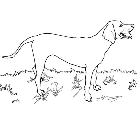 480x407 Redbone Coonhound Coloring Page