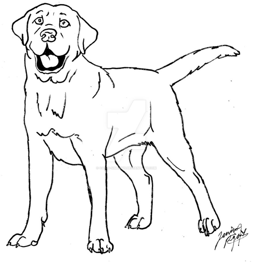 878x910 Labrador Coloring Page