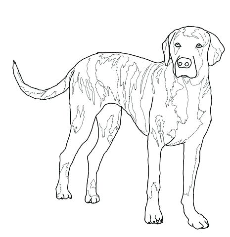 465x480 Labrador Retriever Coloring Pages Retriever Coloring Pages Back