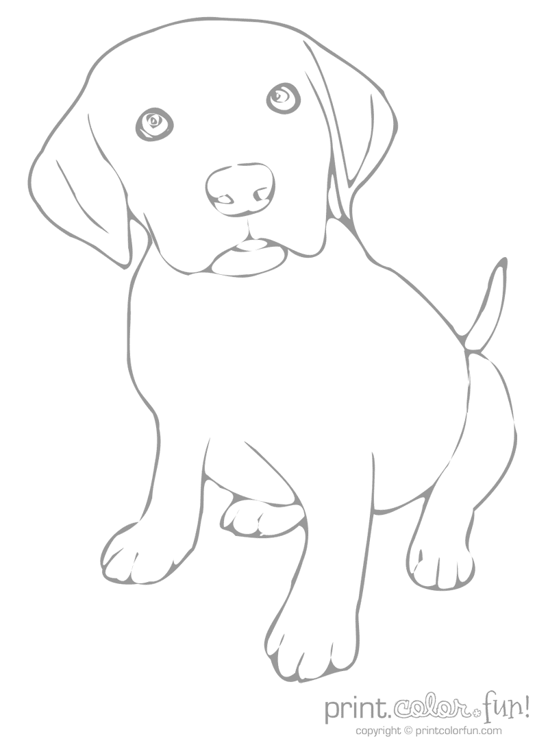 800x1100 Ideas Labrador Retriever Coloring Pages And Coloring Simple Color