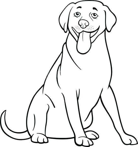 562x600 Labrador Retriever Coloring Pages Golden Retriever Coloring Pages