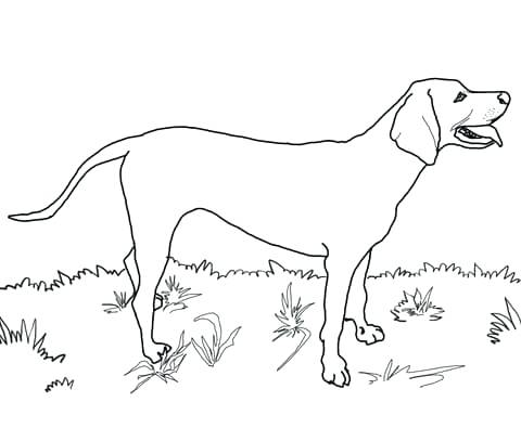 480x407 Labrador Retriever Coloring Pages Retriever Coloring Pages Plus