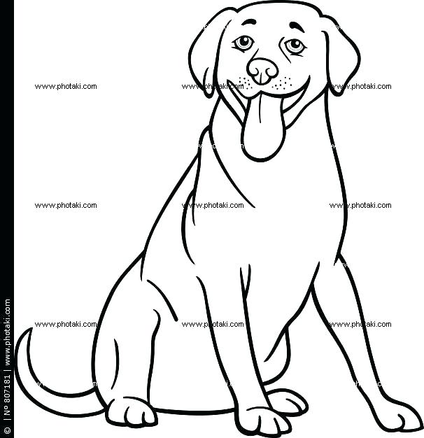 606x626 Labrador Retriever Coloring Pages