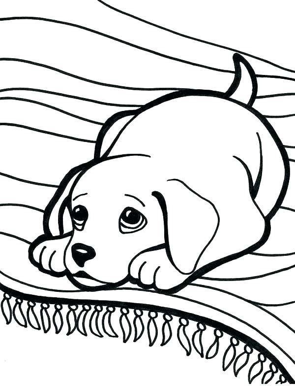 600x783 Labrador Coloring Pages